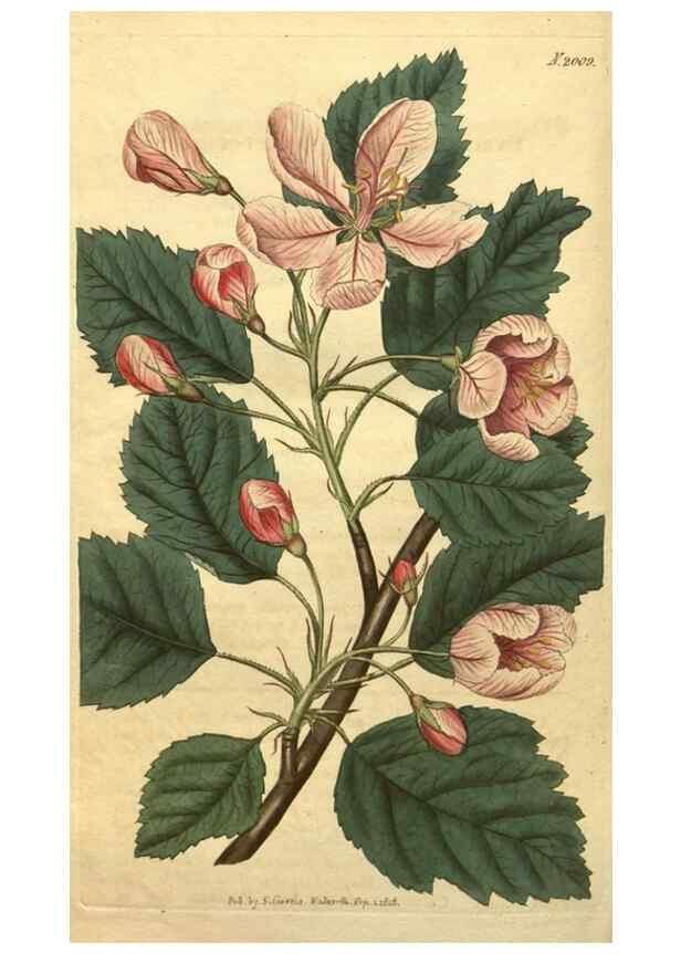 Reproducción/Reproduction 34802925070: Curtis's botanical magazine.. London ; New York [etc.] :Academic Press [etc.]