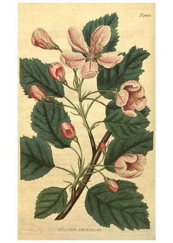 Reproducción/Reproduction 34802925070: Curtis's botanical magazine.. London ; New York [etc.] :Academic Press [etc.]