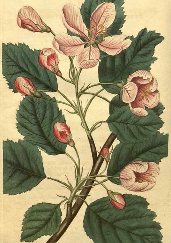 Reproducción/Reproduction 34802925070: Curtis's botanical magazine.. London ; New York [etc.] :Academic Press [etc.]
