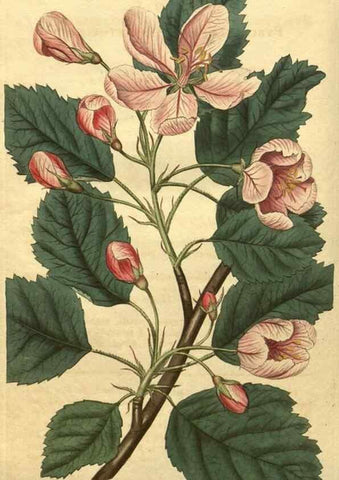 Reproducción/Reproduction 34802925070: Curtis's botanical magazine.. London ; New York [etc.] :Academic Press [etc.]