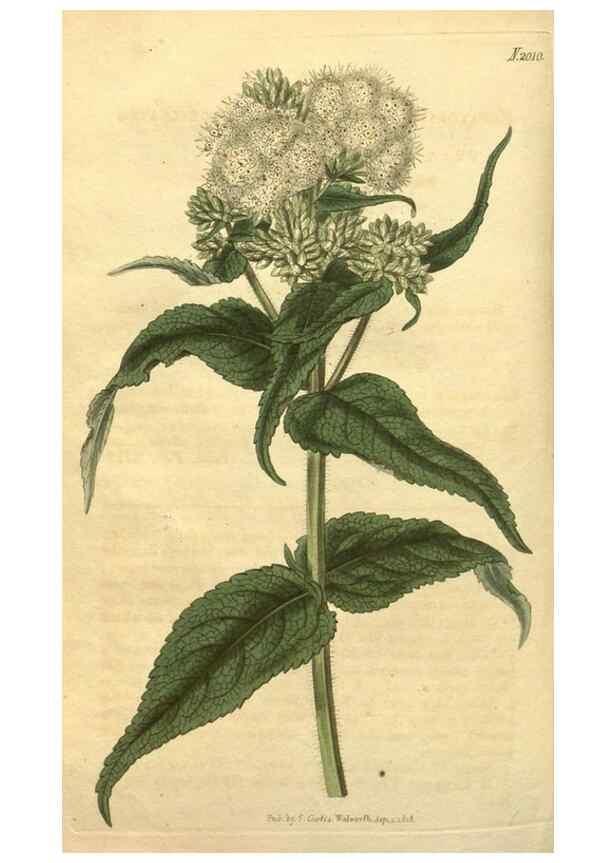 Reproducción/Reproduction 34802927520: Curtis's botanical magazine.. London ; New York [etc.] :Academic Press [etc.]
