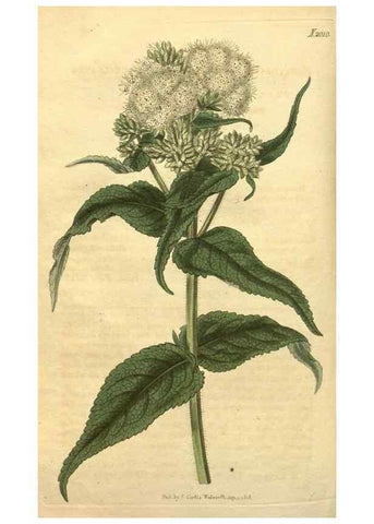 Reproducción/Reproduction 34802927520: Curtis's botanical magazine.. London ; New York [etc.] :Academic Press [etc.]