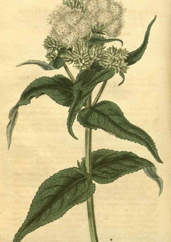 Reproducción/Reproduction 34802927520: Curtis's botanical magazine.. London ; New York [etc.] :Academic Press [etc.]