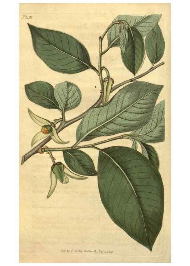 Reproducción/Reproduction 34802929650: Curtis's botanical magazine.. London ; New York [etc.] :Academic Press [etc.]