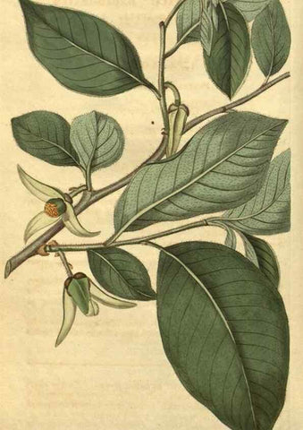 Reproducción/Reproduction 34802929650: Curtis's botanical magazine.. London ; New York [etc.] :Academic Press [etc.]