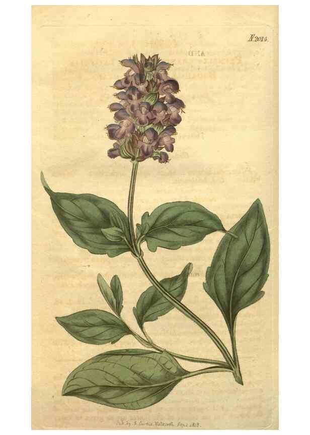 Reproducción/Reproduction 34802937680: Curtis's botanical magazine.. London ; New York [etc.] :Academic Press [etc.]