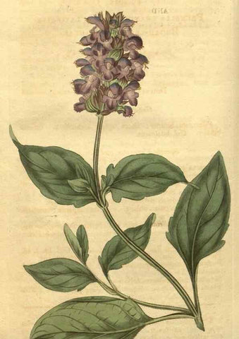 Reproducción/Reproduction 34802937680: Curtis's botanical magazine.. London ; New York [etc.] :Academic Press [etc.]