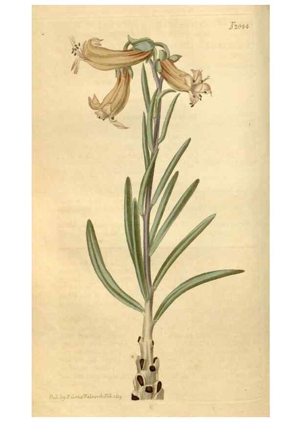 Reproducción/Reproduction 34380134033: Curtis's botanical magazine.. London ; New York [etc.] :Academic Press [etc.]