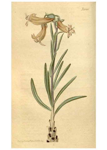 Reproducción/Reproduction 34380134033: Curtis's botanical magazine.. London ; New York [etc.] :Academic Press [etc.]
