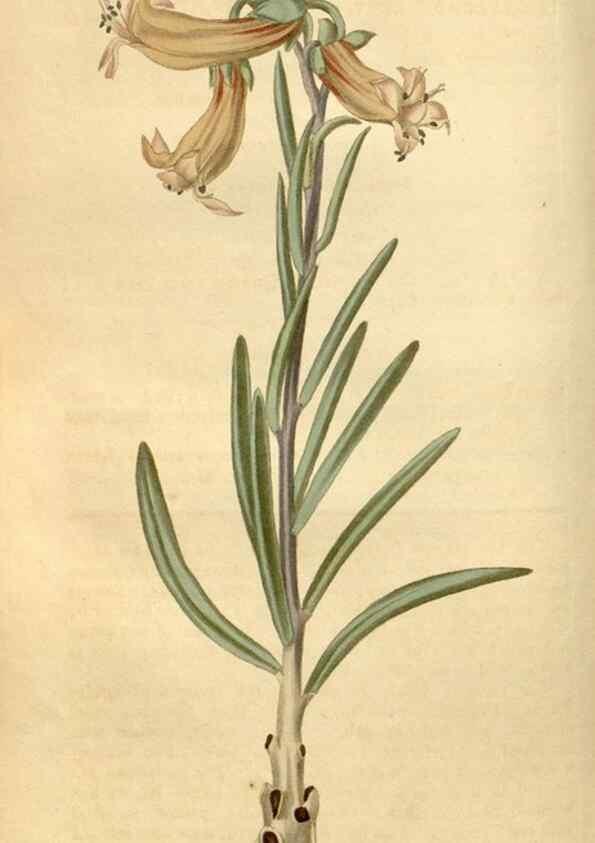 Reproducción/Reproduction 34380134033: Curtis's botanical magazine.. London ; New York [etc.] :Academic Press [etc.]
