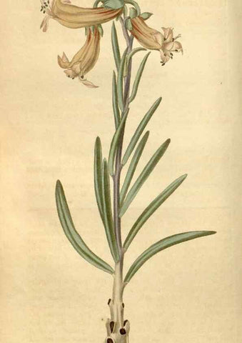 Reproducción/Reproduction 34380134033: Curtis's botanical magazine.. London ; New York [etc.] :Academic Press [etc.]