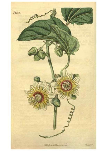 Reproducción/Reproduction 35189522925: Curtis's botanical magazine.. London ; New York [etc.] :Academic Press [etc.]