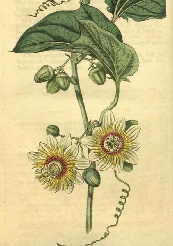 Reproducción/Reproduction 35189522925: Curtis's botanical magazine.. London ; New York [etc.] :Academic Press [etc.]