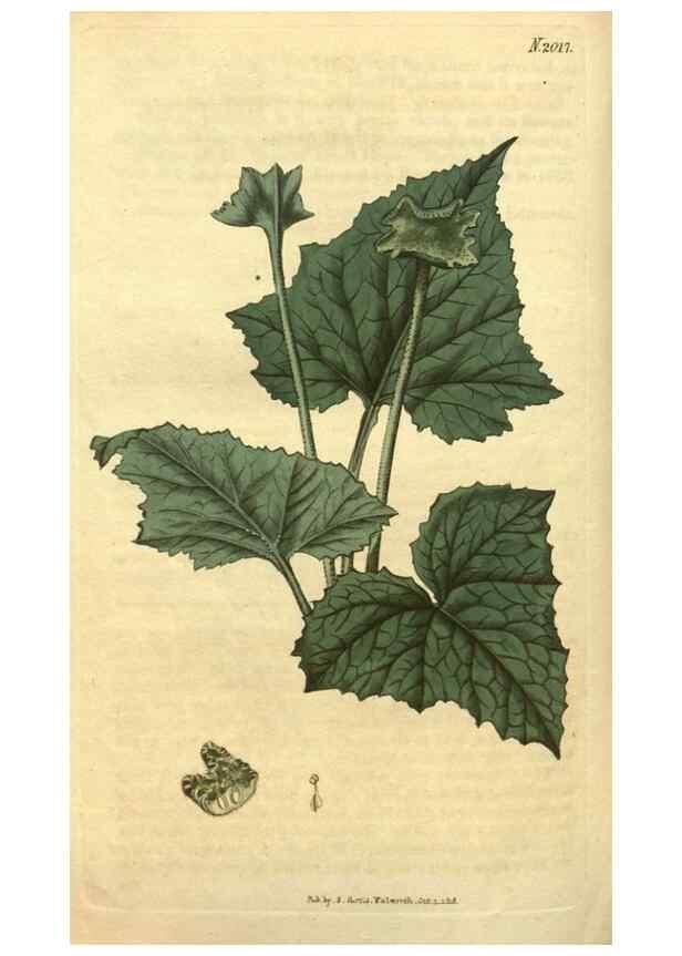 Reproducción/Reproduction 35189528335: Curtis's botanical magazine.. London ; New York [etc.] :Academic Press [etc.]