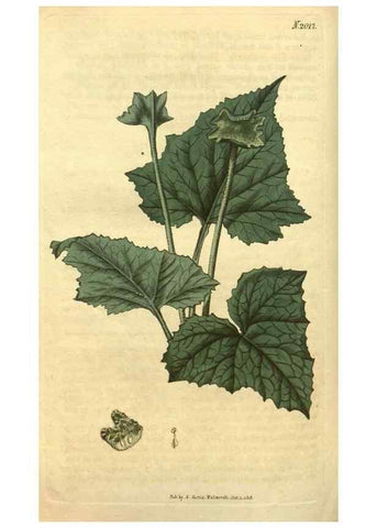 Reproducción/Reproduction 35189528335: Curtis's botanical magazine.. London ; New York [etc.] :Academic Press [etc.]