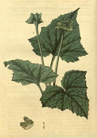 Reproducción/Reproduction 35189528335: Curtis's botanical magazine.. London ; New York [etc.] :Academic Press [etc.]