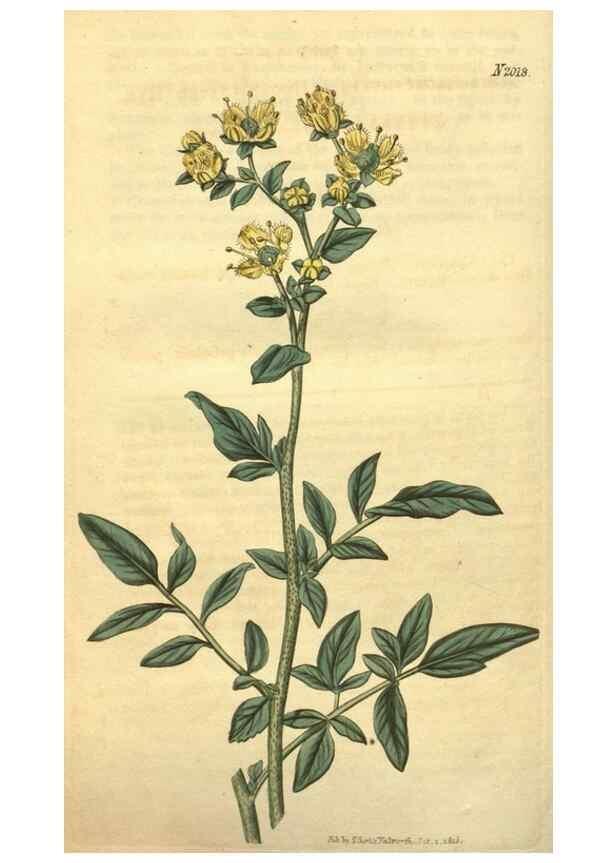 Reproducción/Reproduction 35149275096: Curtis's botanical magazine.. London ; New York [etc.] :Academic Press [etc.]