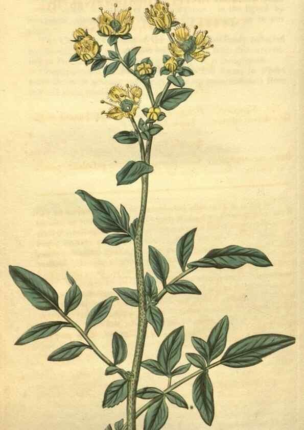 Reproducción/Reproduction 35149275096: Curtis's botanical magazine.. London ; New York [etc.] :Academic Press [etc.]