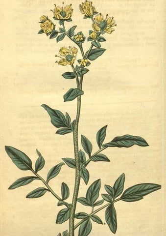 Reproducción/Reproduction 35149275096: Curtis's botanical magazine.. London ; New York [etc.] :Academic Press [etc.]