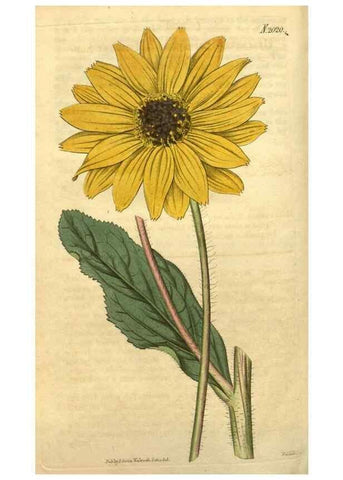 Reproducción/Reproduction 35149278546: Curtis's botanical magazine.. London ; New York [etc.] :Academic Press [etc.]