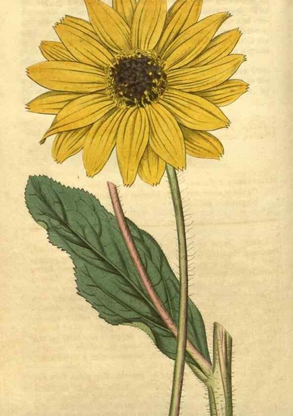 Reproducción/Reproduction 35149278546: Curtis's botanical magazine.. London ; New York [etc.] :Academic Press [etc.]