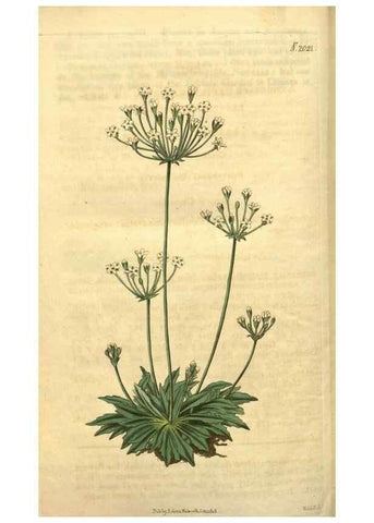 Reproducción/Reproduction 35149280416: Curtis's botanical magazine.. London ; New York [etc.] :Academic Press [etc.]