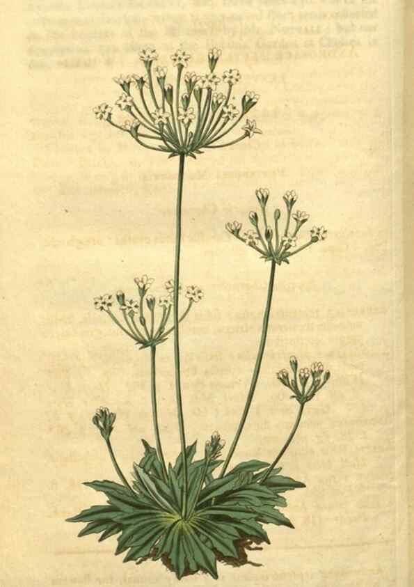 Reproducción/Reproduction 35149280416: Curtis's botanical magazine.. London ; New York [etc.] :Academic Press [etc.]