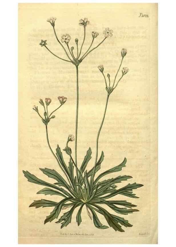 Reproducción/Reproduction 35059094091: Curtis's botanical magazine.. London ; New York [etc.] :Academic Press [etc.]