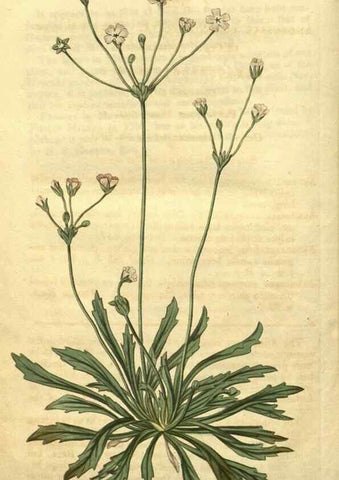 Reproducción/Reproduction 35059094091: Curtis's botanical magazine.. London ; New York [etc.] :Academic Press [etc.]