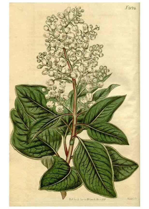 Reproducción/Reproduction 34380106483: Curtis's botanical magazine.. London ; New York [etc.] :Academic Press [etc.]
