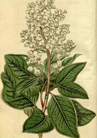 Reproducción/Reproduction 34380106483: Curtis's botanical magazine.. London ; New York [etc.] :Academic Press [etc.]