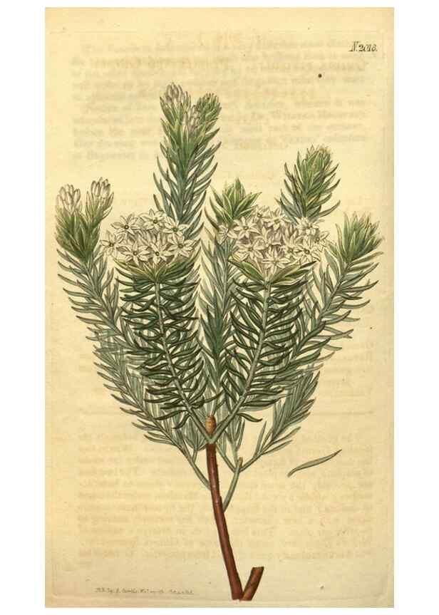 Reproducción/Reproduction 35189526165: Curtis's botanical magazine.. London ; New York [etc.] :Academic Press [etc.]