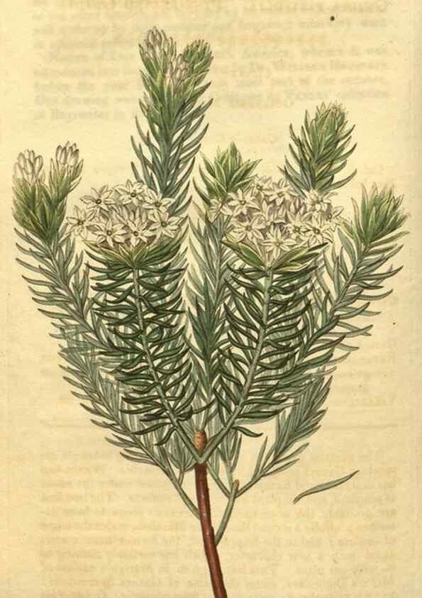 Reproducción/Reproduction 35189526165: Curtis's botanical magazine.. London ; New York [etc.] :Academic Press [etc.]