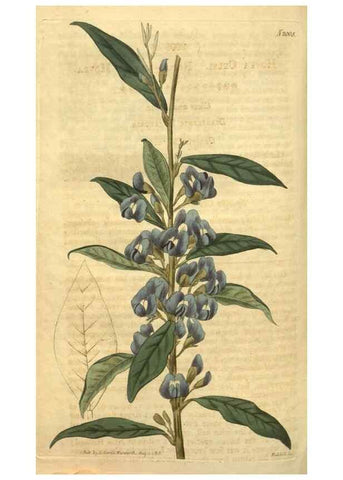 Reproducción/Reproduction 35059054331: Curtis's botanical magazine.. London ; New York [etc.] :Academic Press [etc.]