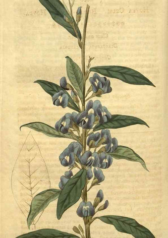 Reproducción/Reproduction 35059054331: Curtis's botanical magazine.. London ; New York [etc.] :Academic Press [etc.]