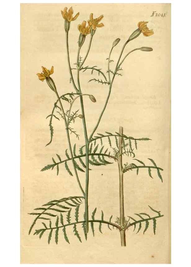 Reproducción/Reproduction 34380136003: Curtis's botanical magazine.. London ; New York [etc.] :Academic Press [etc.]