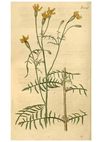 Reproducción/Reproduction 34380136003: Curtis's botanical magazine.. London ; New York [etc.] :Academic Press [etc.]