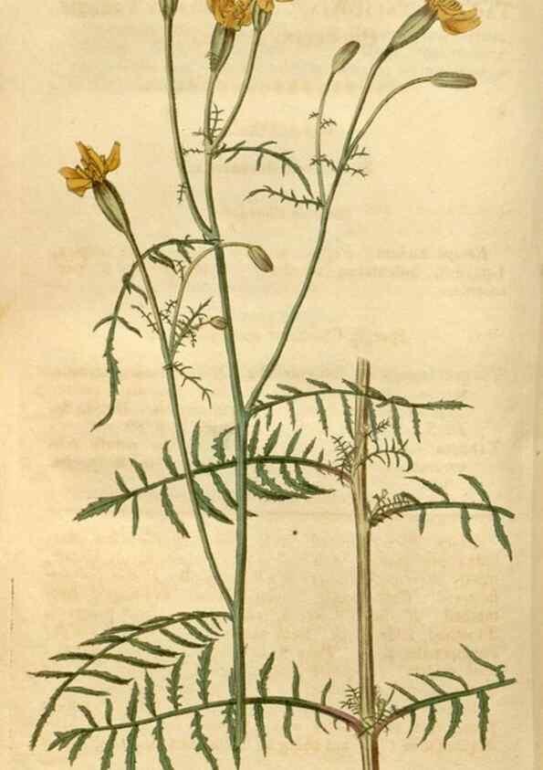 Reproducción/Reproduction 34380136003: Curtis's botanical magazine.. London ; New York [etc.] :Academic Press [etc.]