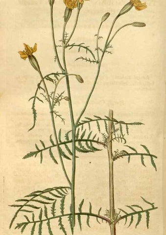 Reproducción/Reproduction 34380136003: Curtis's botanical magazine.. London ; New York [etc.] :Academic Press [etc.]