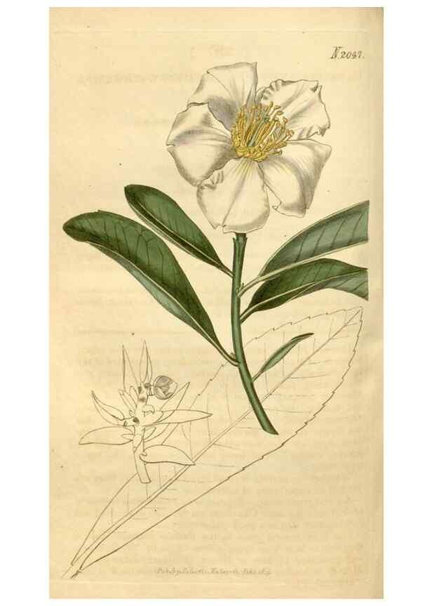 Reproducción/Reproduction 34380140383: Curtis's botanical magazine.. London ; New York [etc.] :Academic Press [etc.]