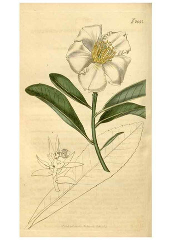 Reproducción/Reproduction 34380140383: Curtis's botanical magazine.. London ; New York [etc.] :Academic Press [etc.]