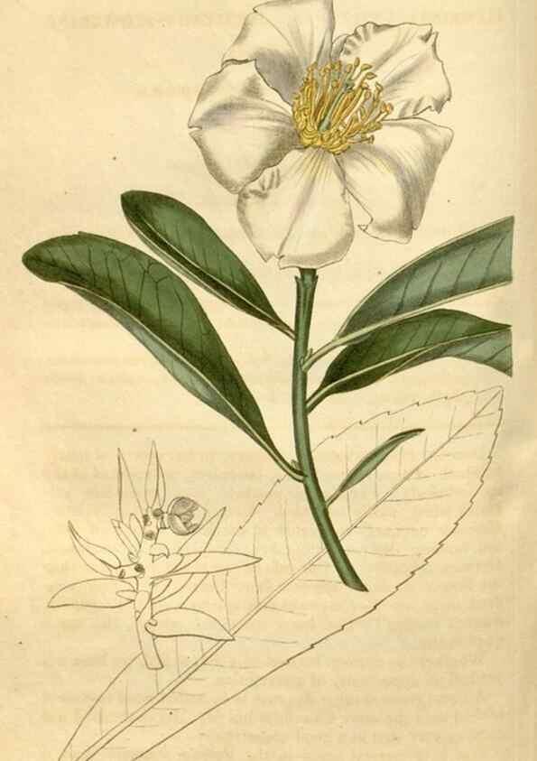 Reproducción/Reproduction 34380140383: Curtis's botanical magazine.. London ; New York [etc.] :Academic Press [etc.]