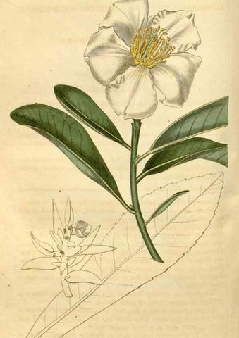 Reproducción/Reproduction 34380140383: Curtis's botanical magazine.. London ; New York [etc.] :Academic Press [etc.]