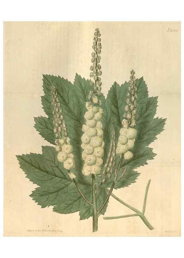 Reproducción/Reproduction 34380182393: Curtis's botanical magazine.. London ; New York [etc.] :Academic Press [etc.]