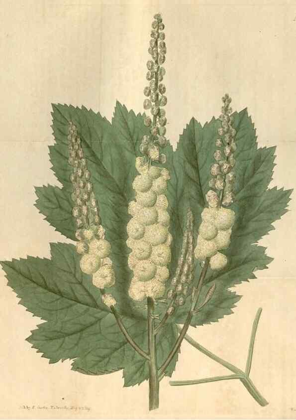Reproducción/Reproduction 34380182393: Curtis's botanical magazine.. London ; New York [etc.] :Academic Press [etc.]