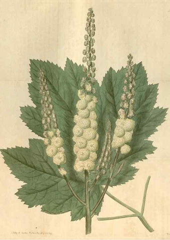 Reproducción/Reproduction 34380182393: Curtis's botanical magazine.. London ; New York [etc.] :Academic Press [etc.]