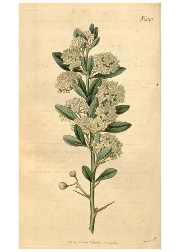 Reproducción/Reproduction 34380184883: Curtis's botanical magazine.. London ; New York [etc.] :Academic Press [etc.]