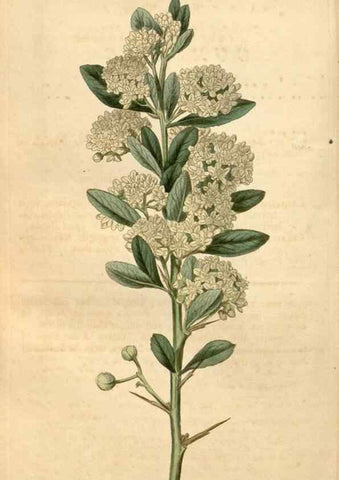 Reproducción/Reproduction 34380184883: Curtis's botanical magazine.. London ; New York [etc.] :Academic Press [etc.]