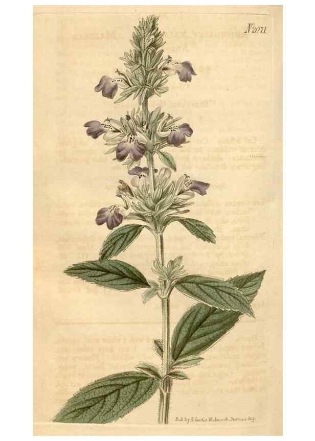 Reproducción/Reproduction 34803114340: Curtis's botanical magazine.. London ; New York [etc.] :Academic Press [etc.]