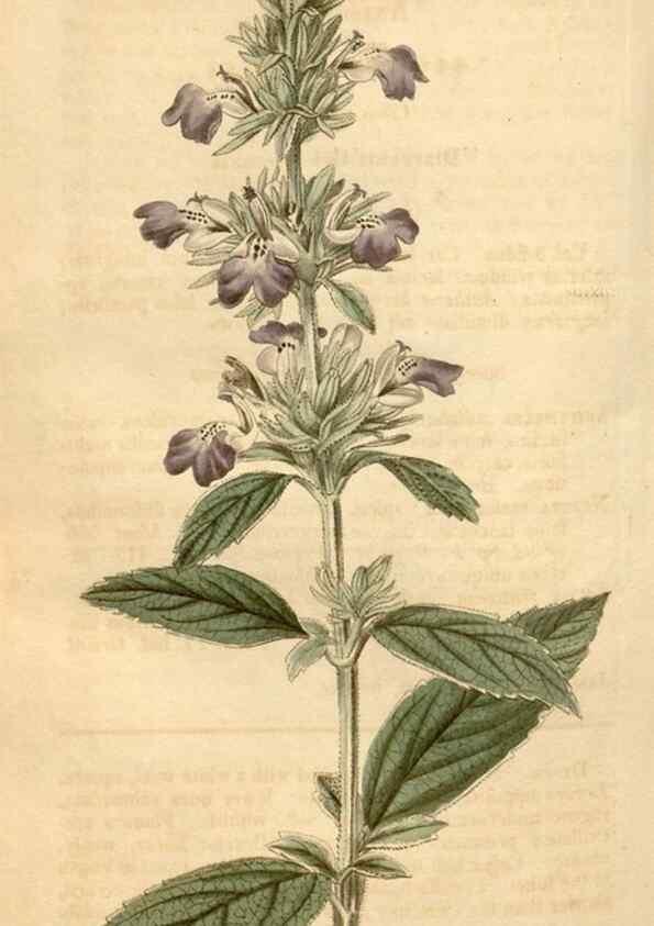 Reproducción/Reproduction 34803114340: Curtis's botanical magazine.. London ; New York [etc.] :Academic Press [etc.]